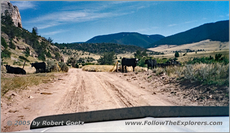 Livestock, Sage Creek Rd, MT Livestock, Sage Creek Rd, MT