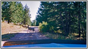 Wild, Pryor Mountain Rd, Montana