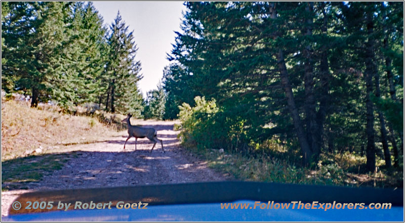 Deer, Pryor Mountain Rd, MT