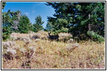 Deer, Pryor Mountain Rd, MT
