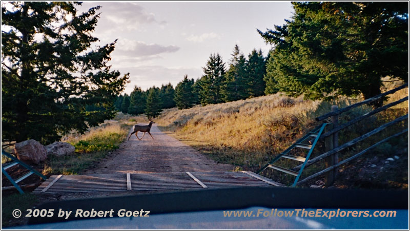 Deer, Pryor Mountain Rd back, MT