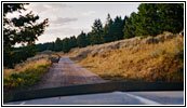 Wild, Pryor Mountain Rd zurück, Montana