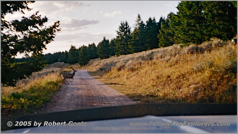 Deer, Pryor Mountain Rd back, MT Deer, Pryor Mountain Rd back, MT