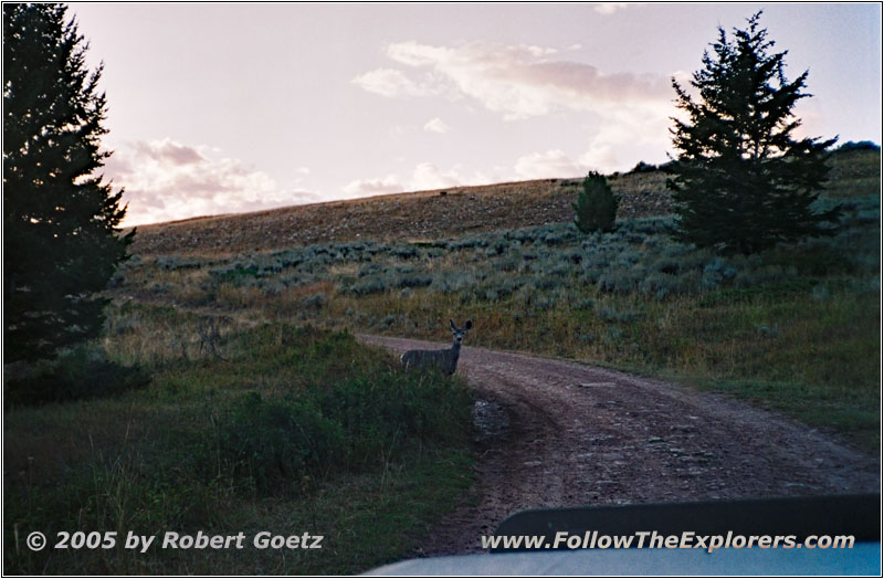 Deer, Pryor Mountain Rd back, MT