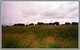 Bisons, Highway 24, North Dakota