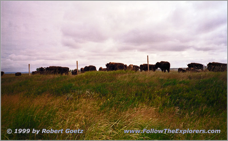 Bisons, Highway 24, North Dakota