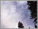 Eagles FR100, ID Eagles FR100, ID