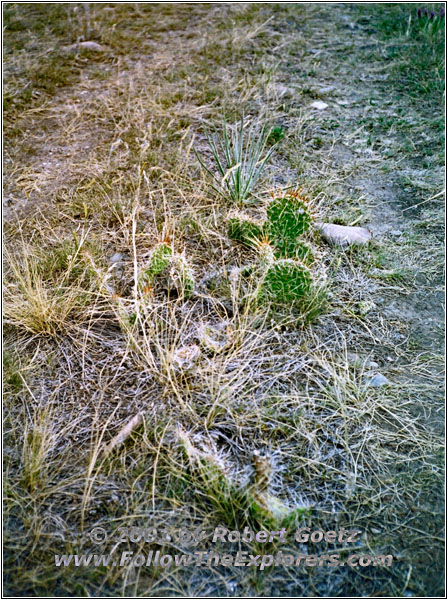 Prickly Pear Cactus, Morony Dam, MT Prickly Pear Cactus, Morony Dam, MT
