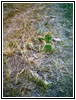 Prickly Pear Cactus, Morony Dam, MT