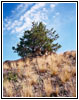 Convict Grade Road, MT Convict Grade Road, MT