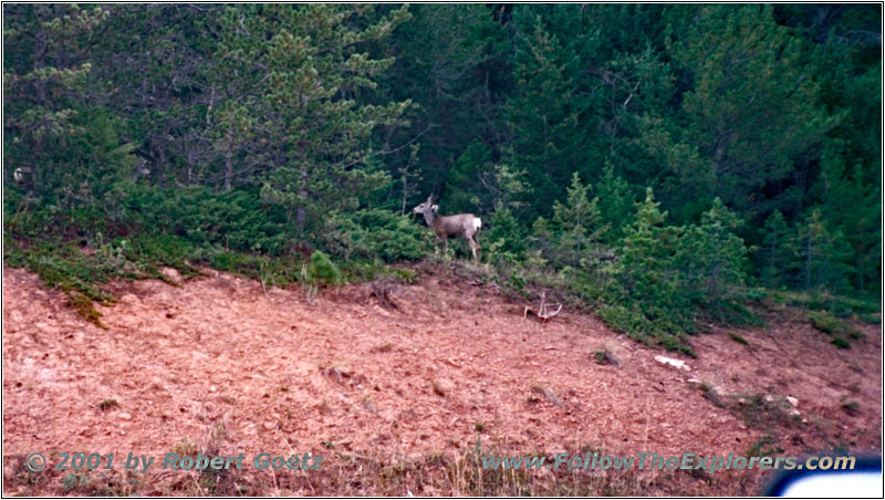 Deer on Highway 238, MT Deer on Highway 238, MT
