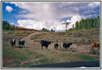 Livestock, NF-834, ID Livestock, NF-834, ID