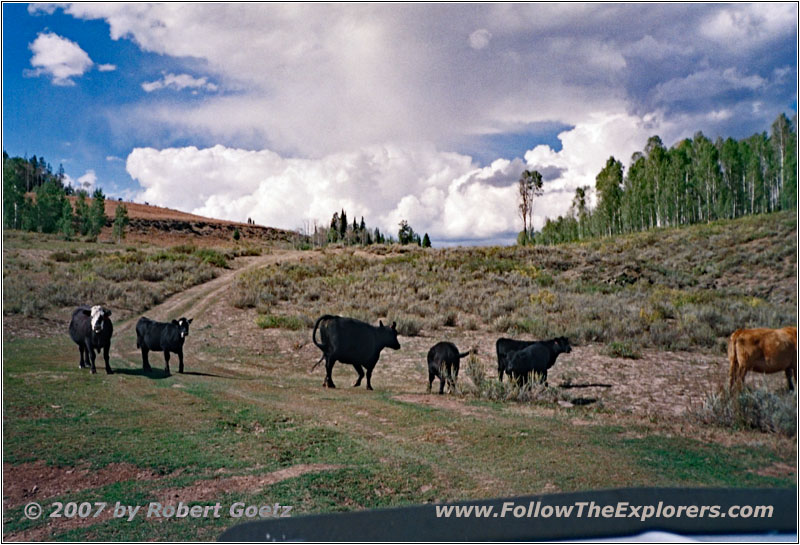 Livestock, NF-834, ID Livestock, NF-834, ID