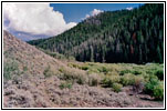 NF-221, Spring Creek, Idaho