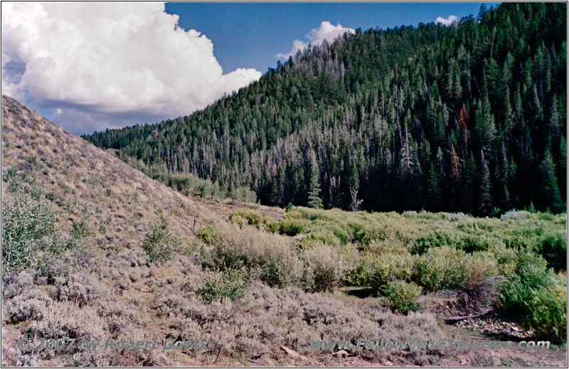 NF-221, Spring Creek, Idaho