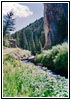Upper Swift Creek Trail, Swift Creek, ID Upper Swift Creek Trail, Swift Creek, ID