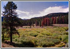 FR10138, Greys River, WY FR10138, Greys River, WY