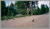 Partridge, FR10125, WY Partridge, FR10125, WY