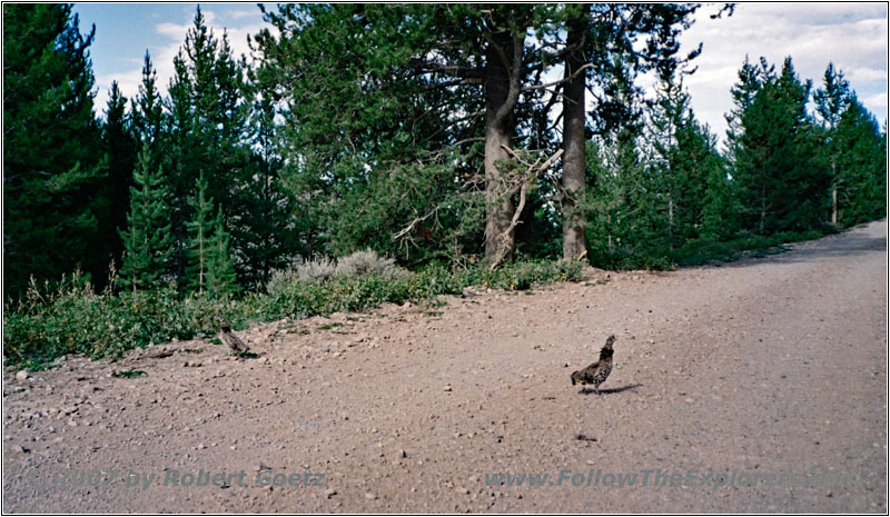 Partridge, FR10125, WY Partridge, FR10125, WY