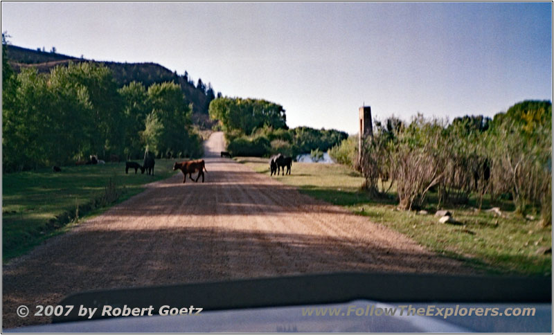 Livestock, FR076/Snake River Rd, Snake River, ID