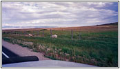 Pronghorn, Forty Rod Rd/RD149, WY Pronghorn, Forty Rod Rd/RD149, WY