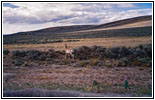 Pronghorn, Forty Rod Rd/RD149, WY Pronghorn, Forty Rod Rd/RD149, WY