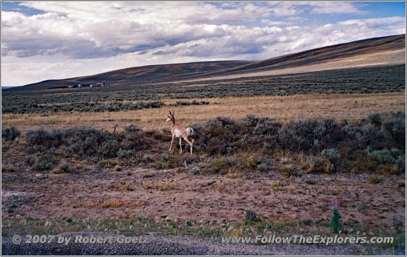 Pronghorn, Forty Rod Rd/RD149, WY Pronghorn, Forty Rod Rd/RD149, WY