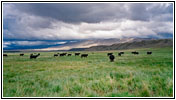 Cattle, Fayette Pole Creek Rd, WY Cattle, Fayette Pole Creek Rd, WY