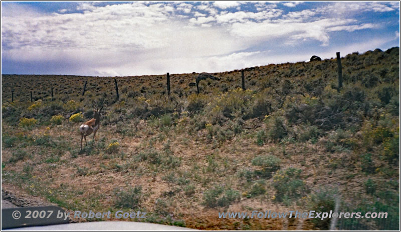 Pronghorn, Big Sandy Elkhorn Rd, WY Pronghorn, Big Sandy Elkhorn Rd, WY