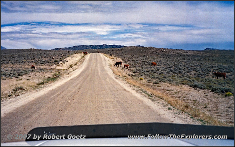 Cattle, Lander Cutoff Rd, WY Cattle, Lander Cutoff Rd, WY
