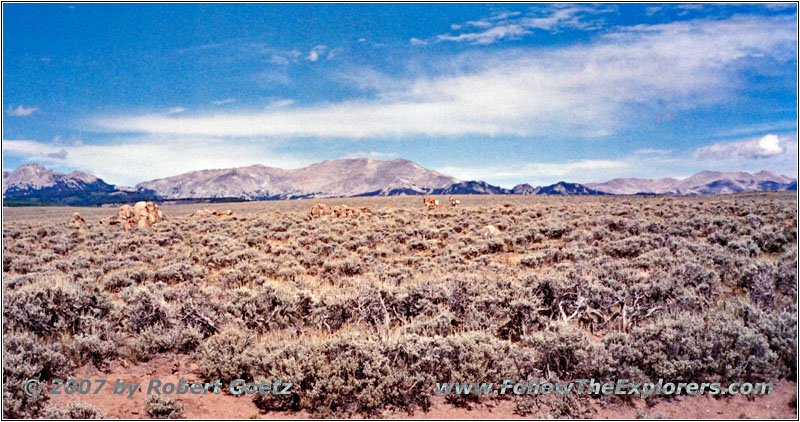 Pronghorn, Lander Cutoff Rd, WY Pronghorn, Lander Cutoff Rd, WY