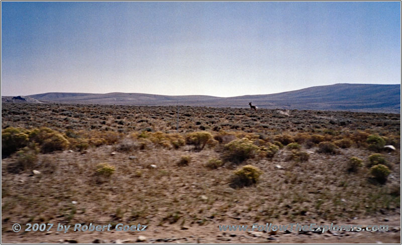 Pronghorn, Oregon Buttes Rd, WY Pronghorn, Oregon Buttes Rd, WY