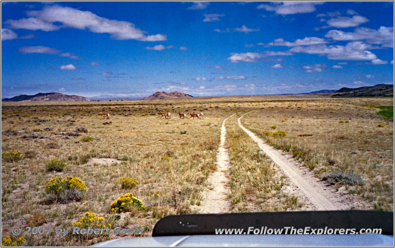 Pronghorns, Emigrant Trail Rd/RD319, WY Pronghorns, Emigrant Trail Rd/RD319, WY
