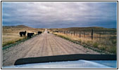 Cattle, CR27/Tank Farm Rd, WY Cattle, CR27/Tank Farm Rd, WY