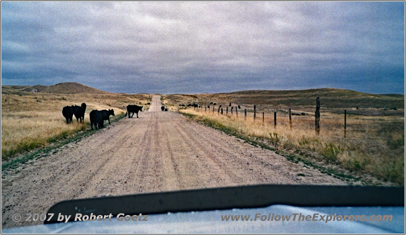 Cattle, CR27/Tank Farm Rd, WY Cattle, CR27/Tank Farm Rd, WY