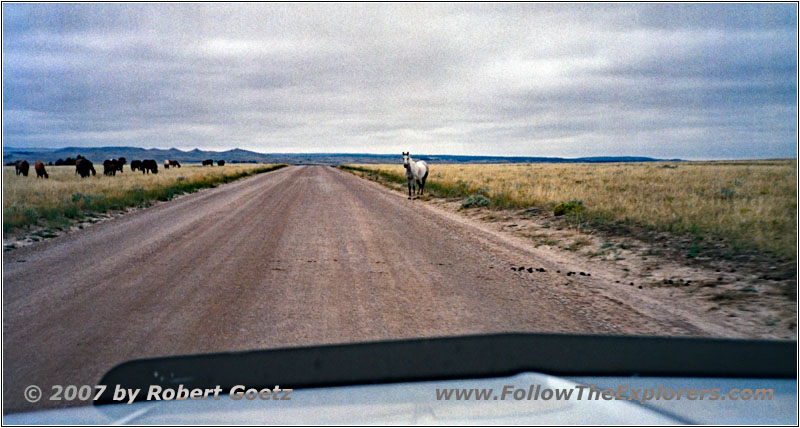 Horses, Backroad, WY Horses, Backroad, WY