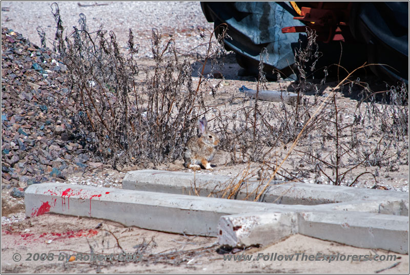 Rabbit, Overland Trail Museum, CO Rabbit, Overland Trail Museum, CO