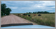 CR59, CO CR59, CO