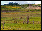 Prairie Dogs, CR 40, CO Prairie Dogs, CR 40, CO