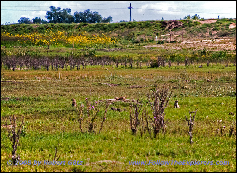 Prairie Dogs, CR 40, CO Prairie Dogs, CR 40, CO