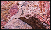 Lizzard, Tunnel Dr, CO Lizzard, Tunnel Dr, CO