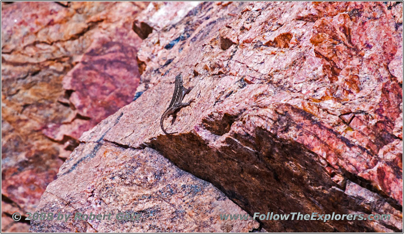 Lizzard, Tunnel Dr, CO Lizzard, Tunnel Dr, CO