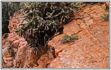 Squirrel, Tunnel Dr, CO Squirrel, Tunnel Dr, CO