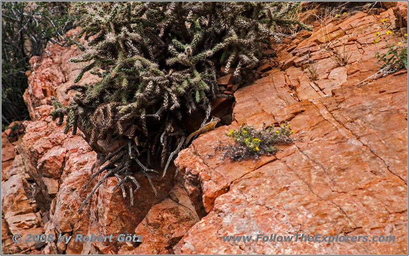 Squirrel, Tunnel Dr, CO Squirrel, Tunnel Dr, CO