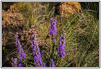Butterfly, Picketwire Canyon Trail, CO Butterfly, Picketwire Canyon Trail, CO