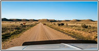 Cattle, CR25/Rourke Rd, CO Cattle, CR25/Rourke Rd, CO