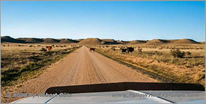 Cattle, CR25/Rourke Rd, CO Cattle, CR25/Rourke Rd, CO