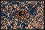 Tarantula, CR25/Rourke Rd, CO Tarantula, CR25/Rourke Rd, CO