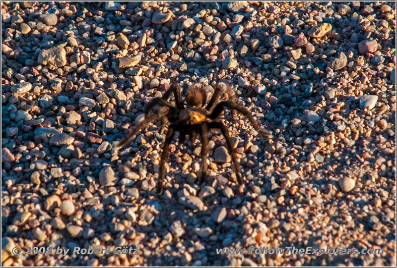 Tarantula, CR25/Rourke Rd, CO Tarantula, CR25/Rourke Rd, CO