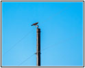 Buzzard, CR25/Rourke Rd, CO Buzzard, CR25/Rourke Rd, CO